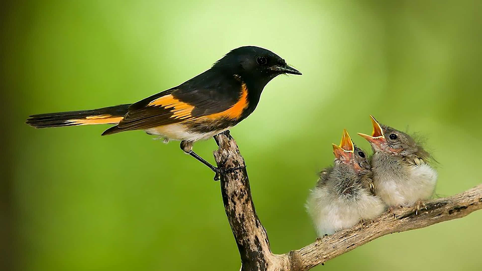a bird is sitting on a branch with two babies