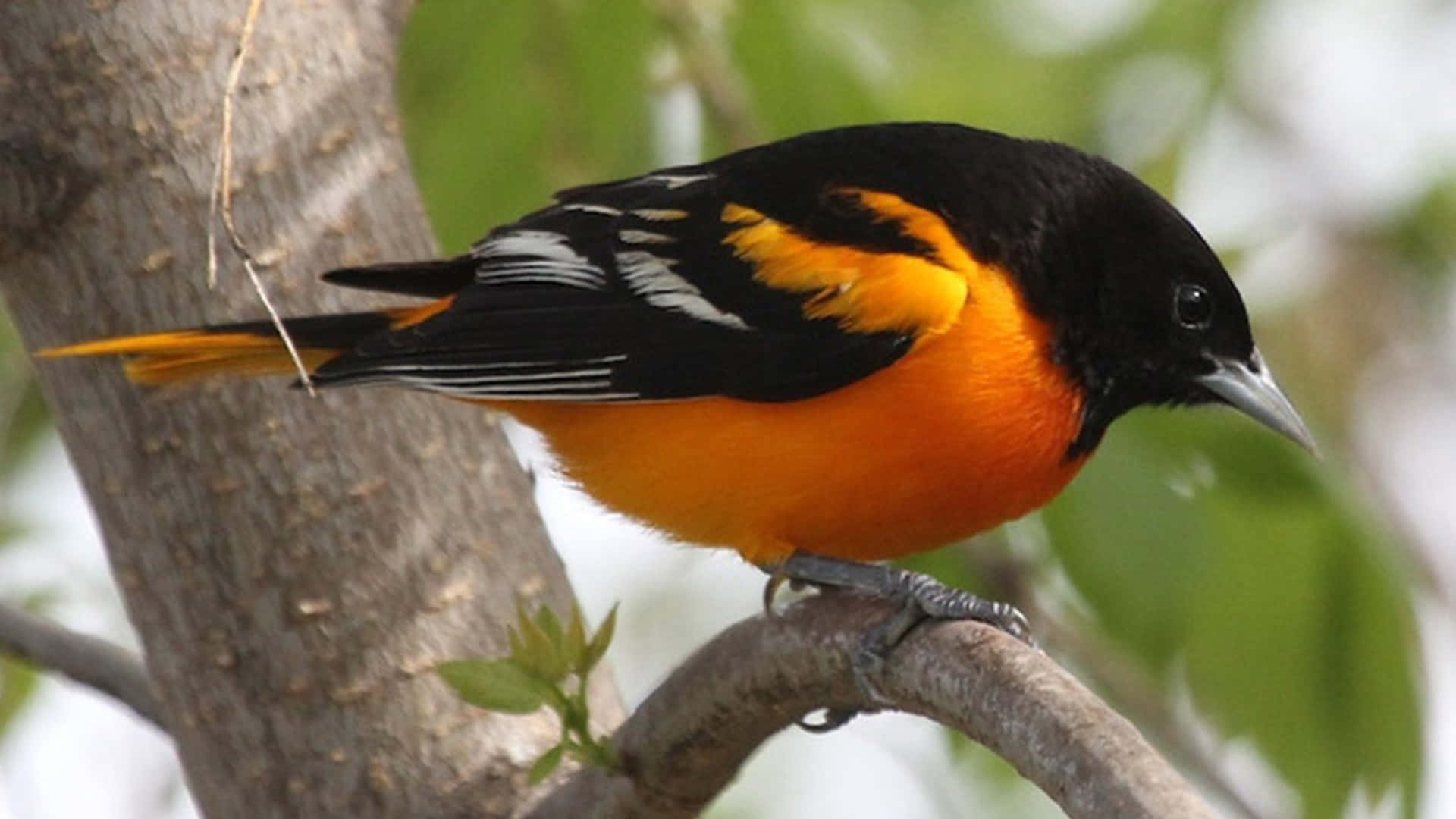 The Beautiful Colors of the Majestic Orioles Bird