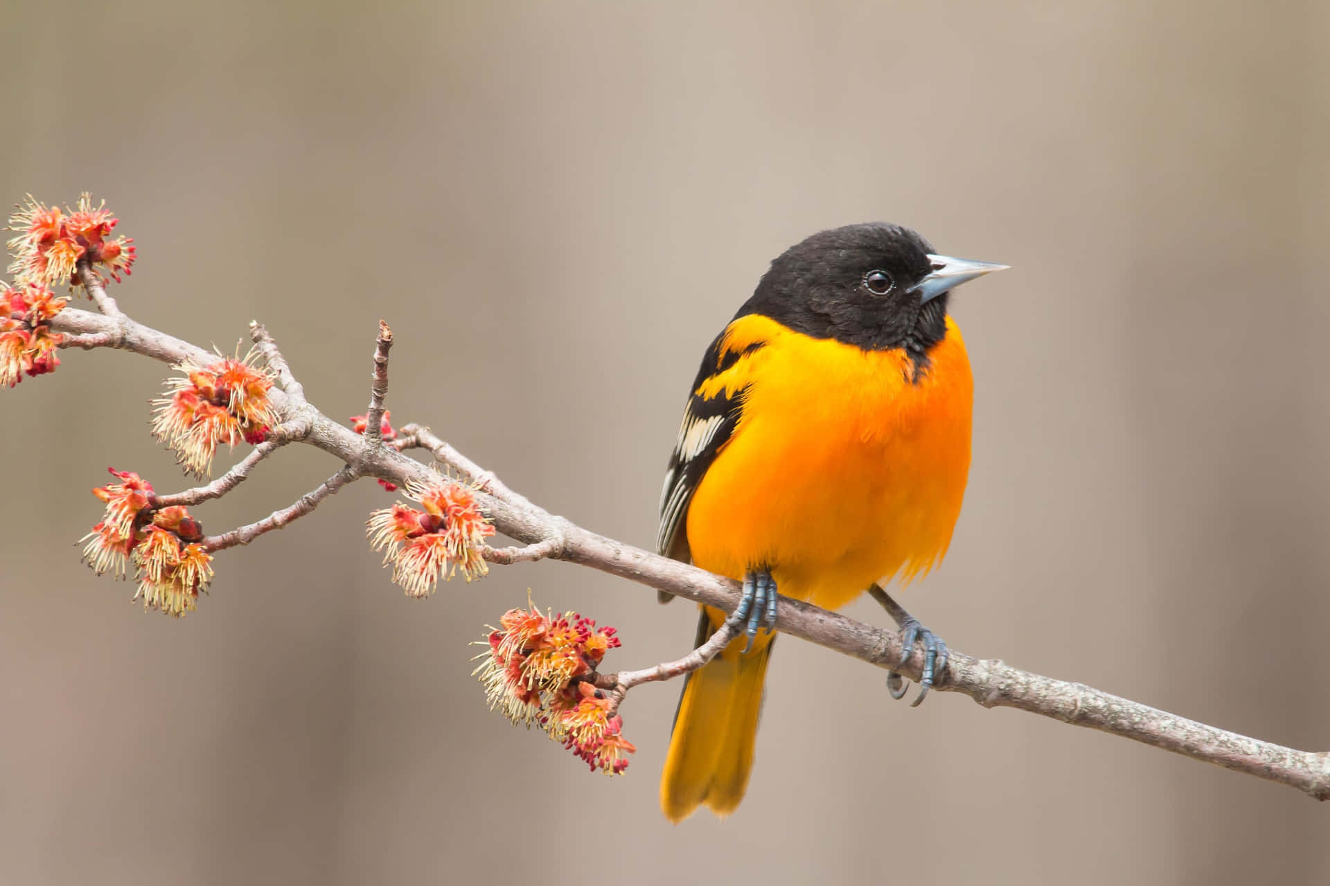 Baltimore Orioles - A Bird Perched On A Branch