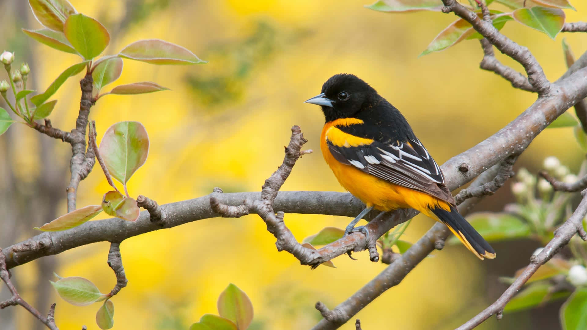 A male Baltimore Oriole perched on a branch against a vibrant blue sky