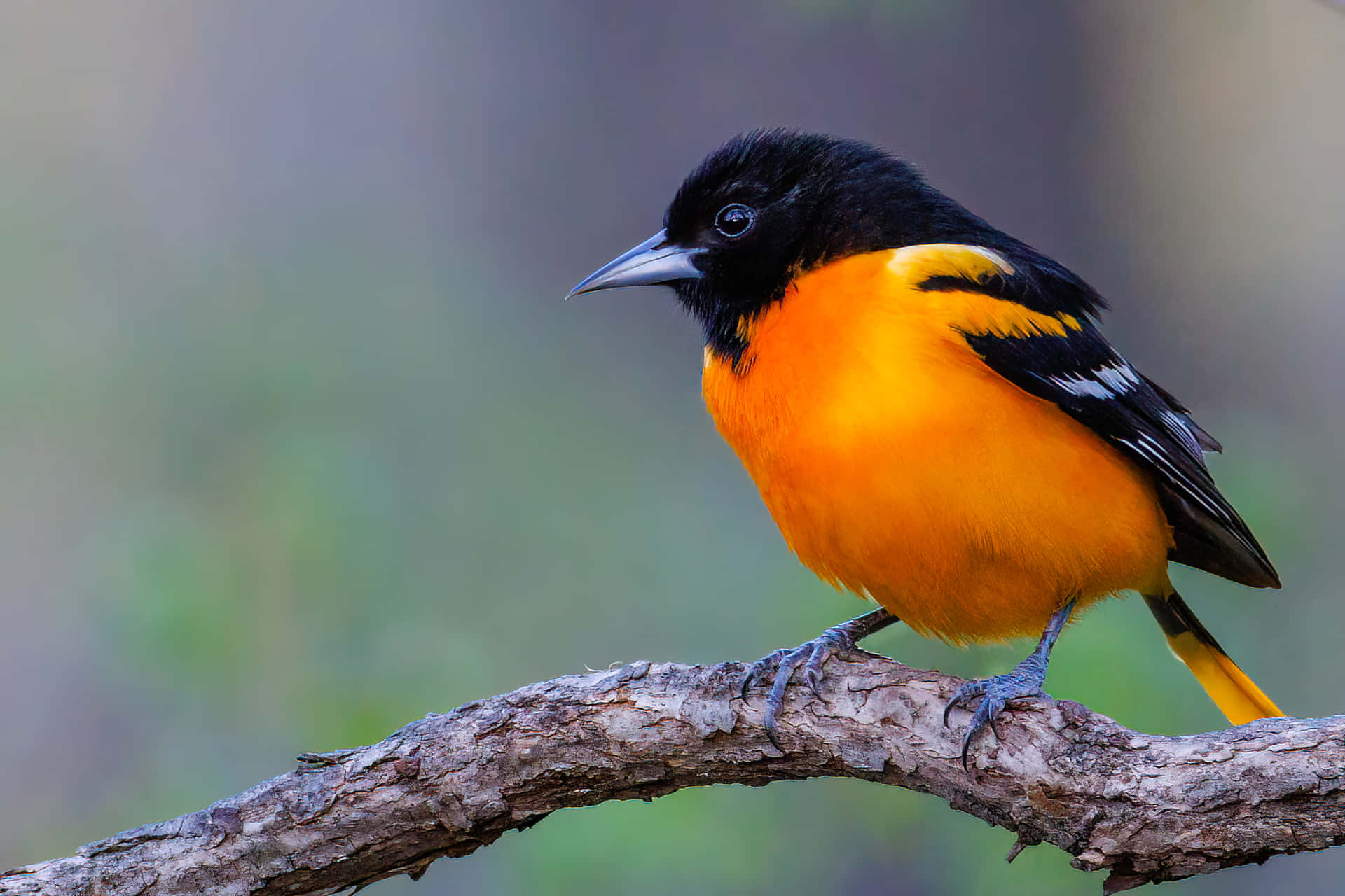 A Black And Orange Bird Is Sitting On A Branch