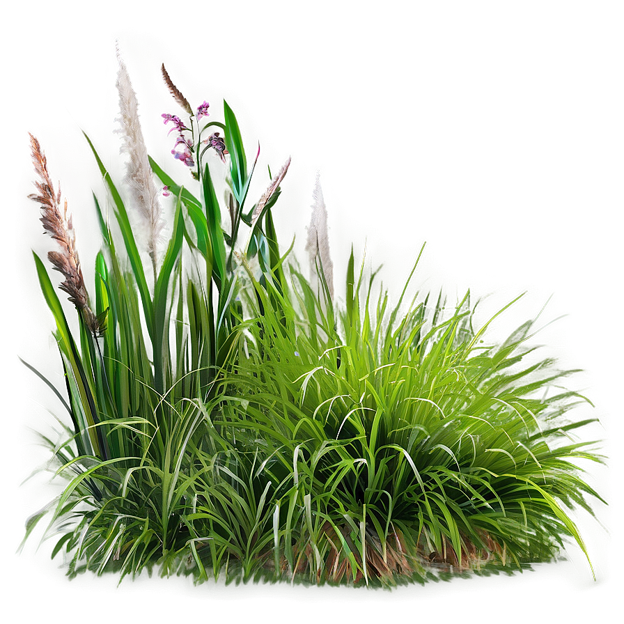 Ornamental Grass A PNG