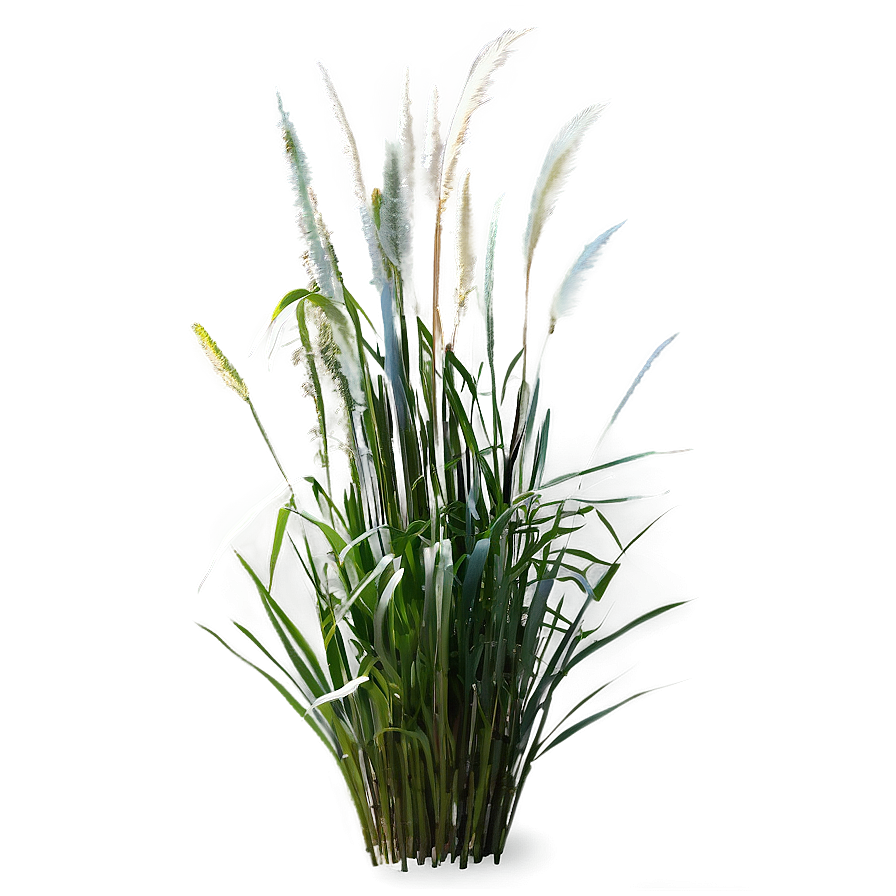 Ornamental Grass B PNG