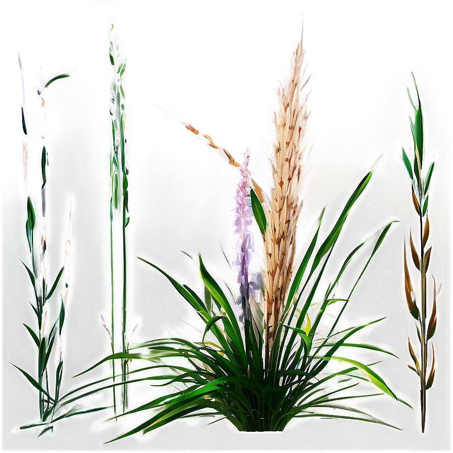 Ornamental Grass C PNG