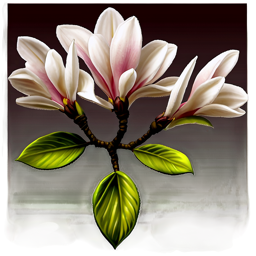 Download Ornamental Magnolia Flower Png Wvk | Wallpapers.com