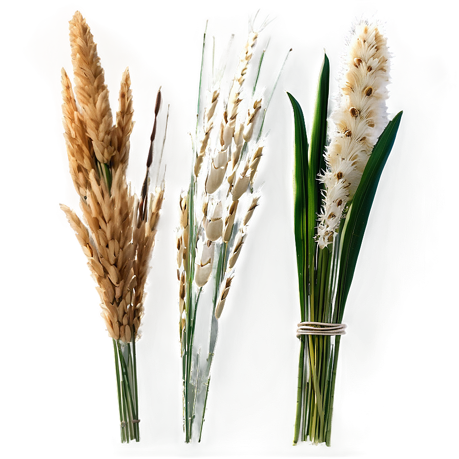 Ornamental Oat Grass Png 2 PNG