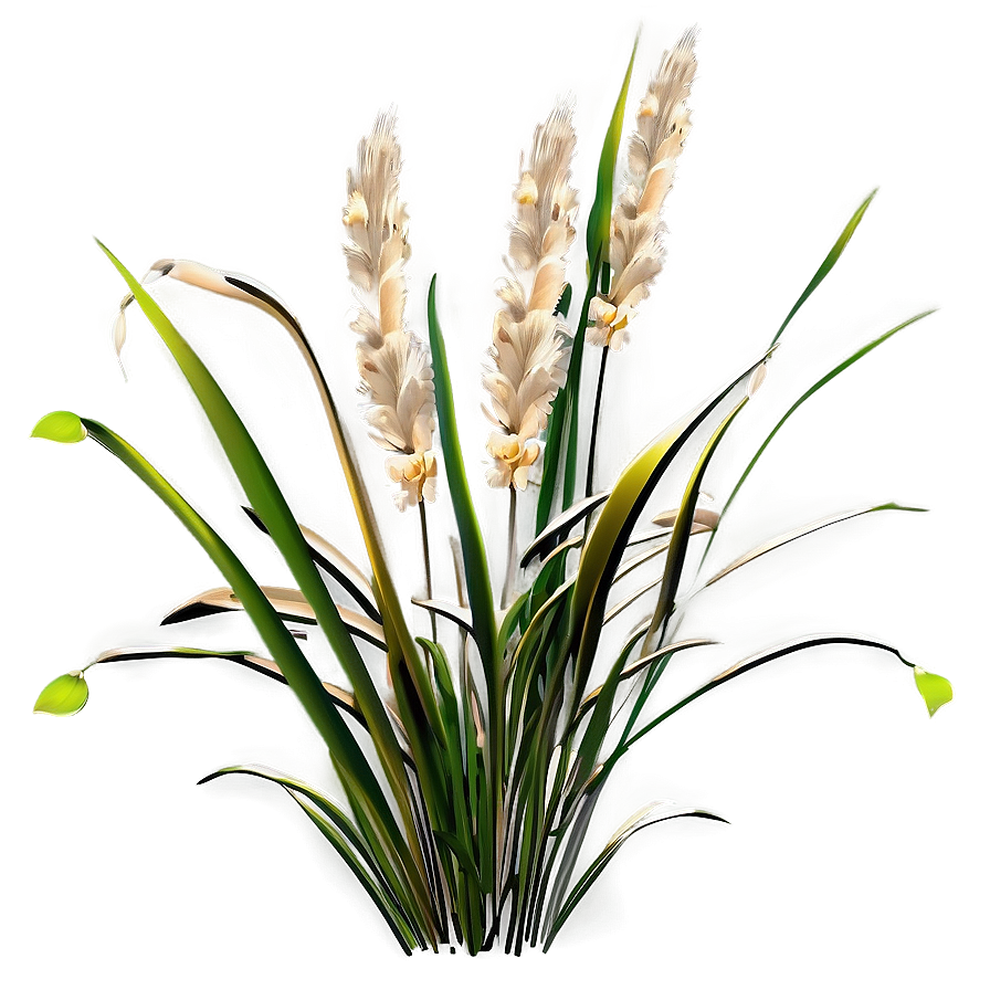 Ornamental Oat Grass Png 99 PNG