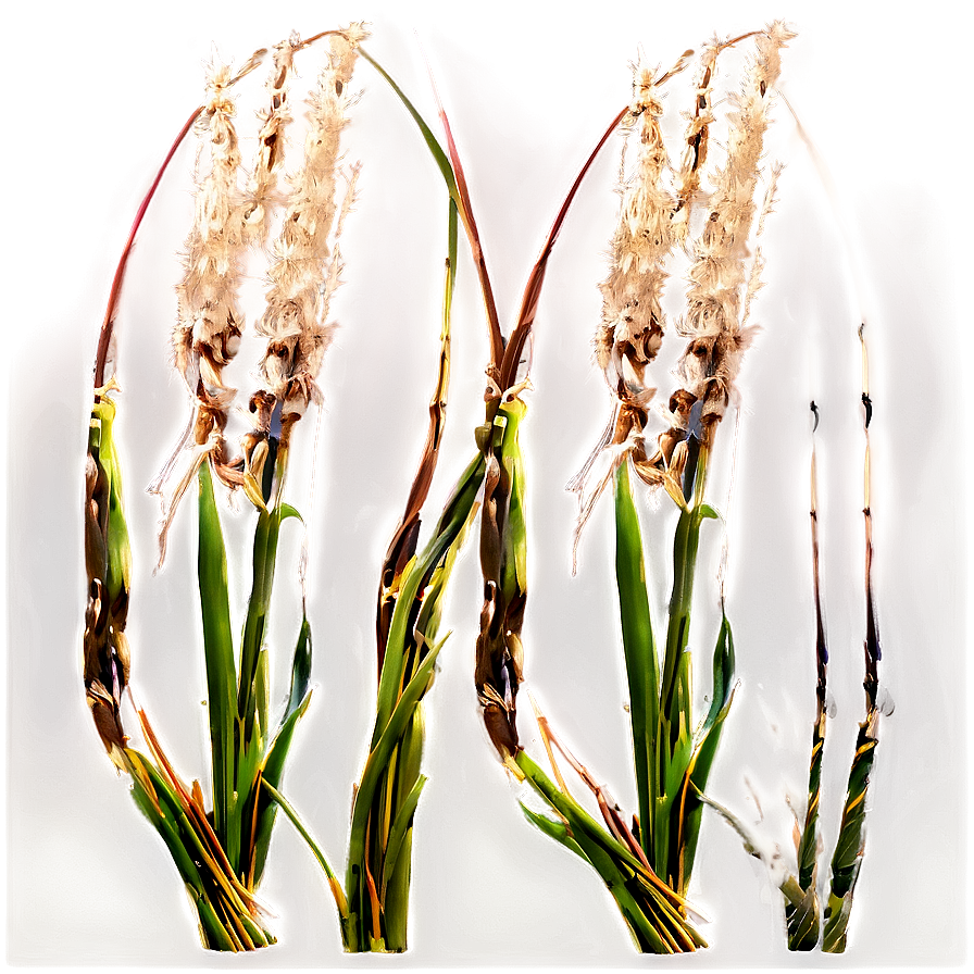 Ornamental Oat Grass Png Pop20 PNG