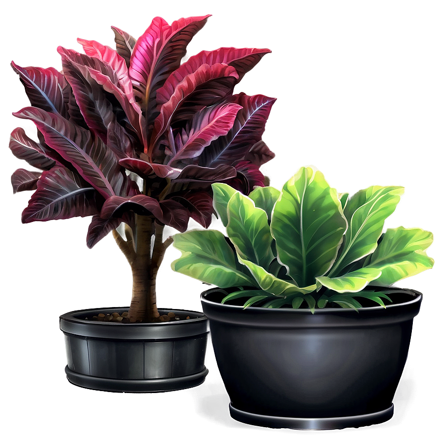 Ornamental Plant Png Ypo78 PNG