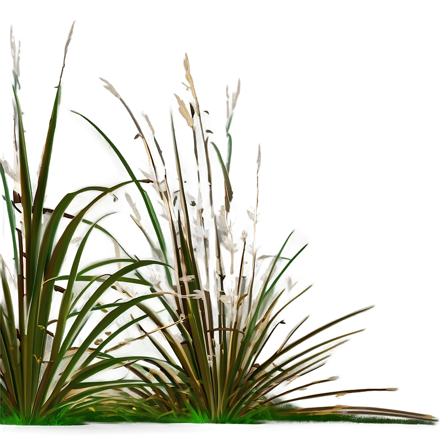 Ornamental Rush Grass Png 46 PNG