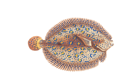 Ornate Flounder Black Background PNG