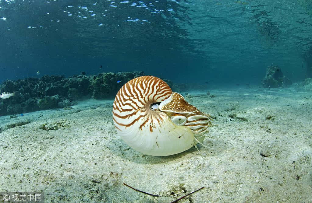 Ornate Nautilus In Deep Sea Wallpaper