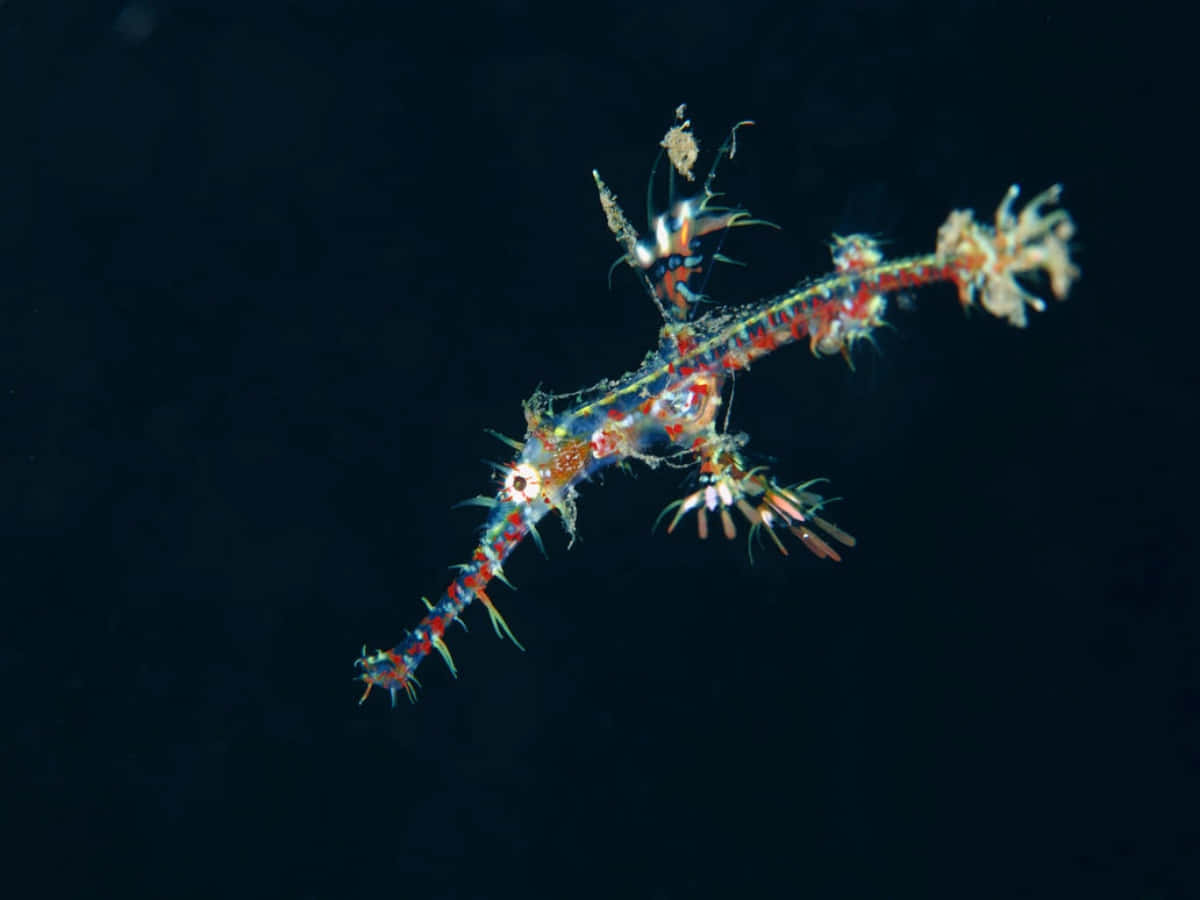 Ornate Pipefish In Deep Blue Wallpaper