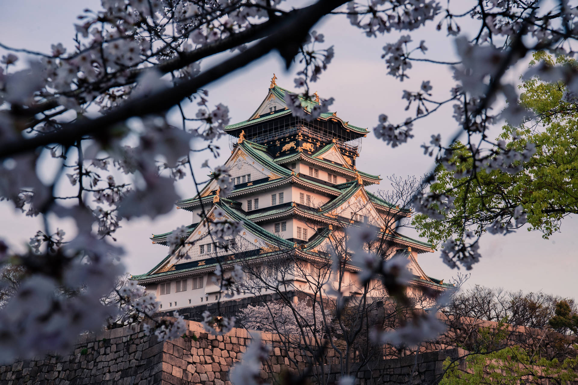 Osaka Castle Sakura Season