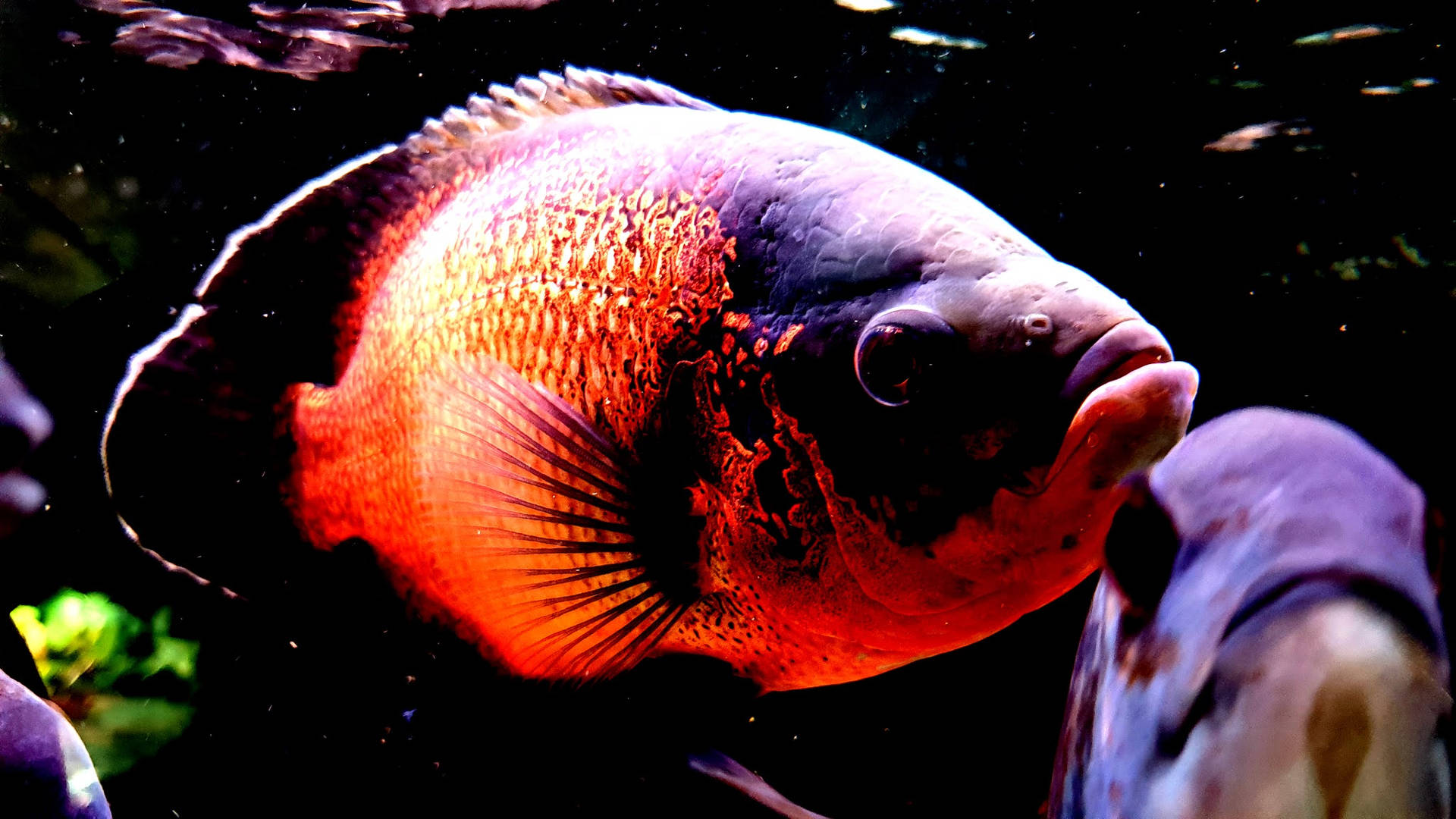 Oscar Cool Fish
