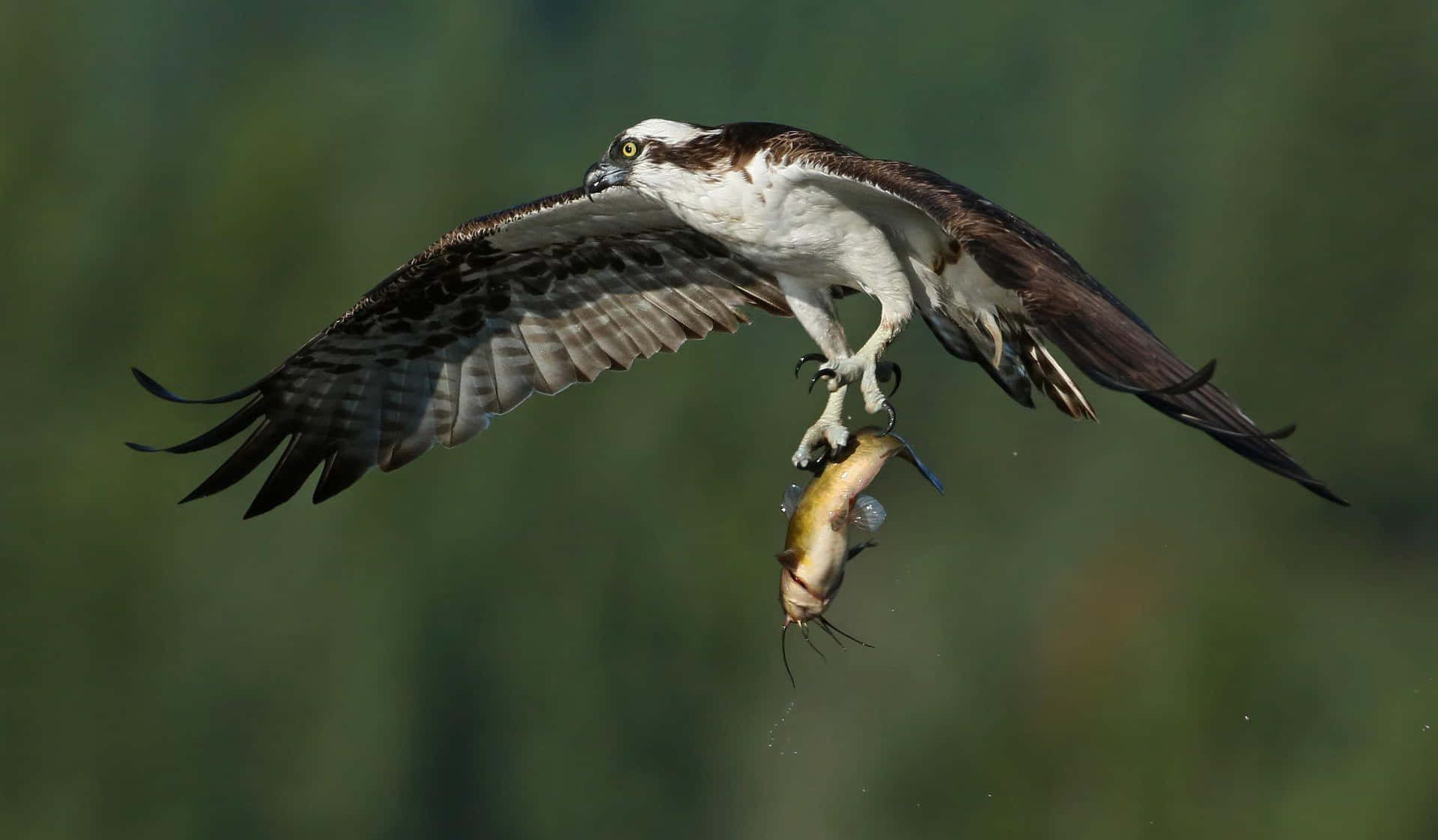 Osprey Catching Fish In Flight.jpg Wallpaper
