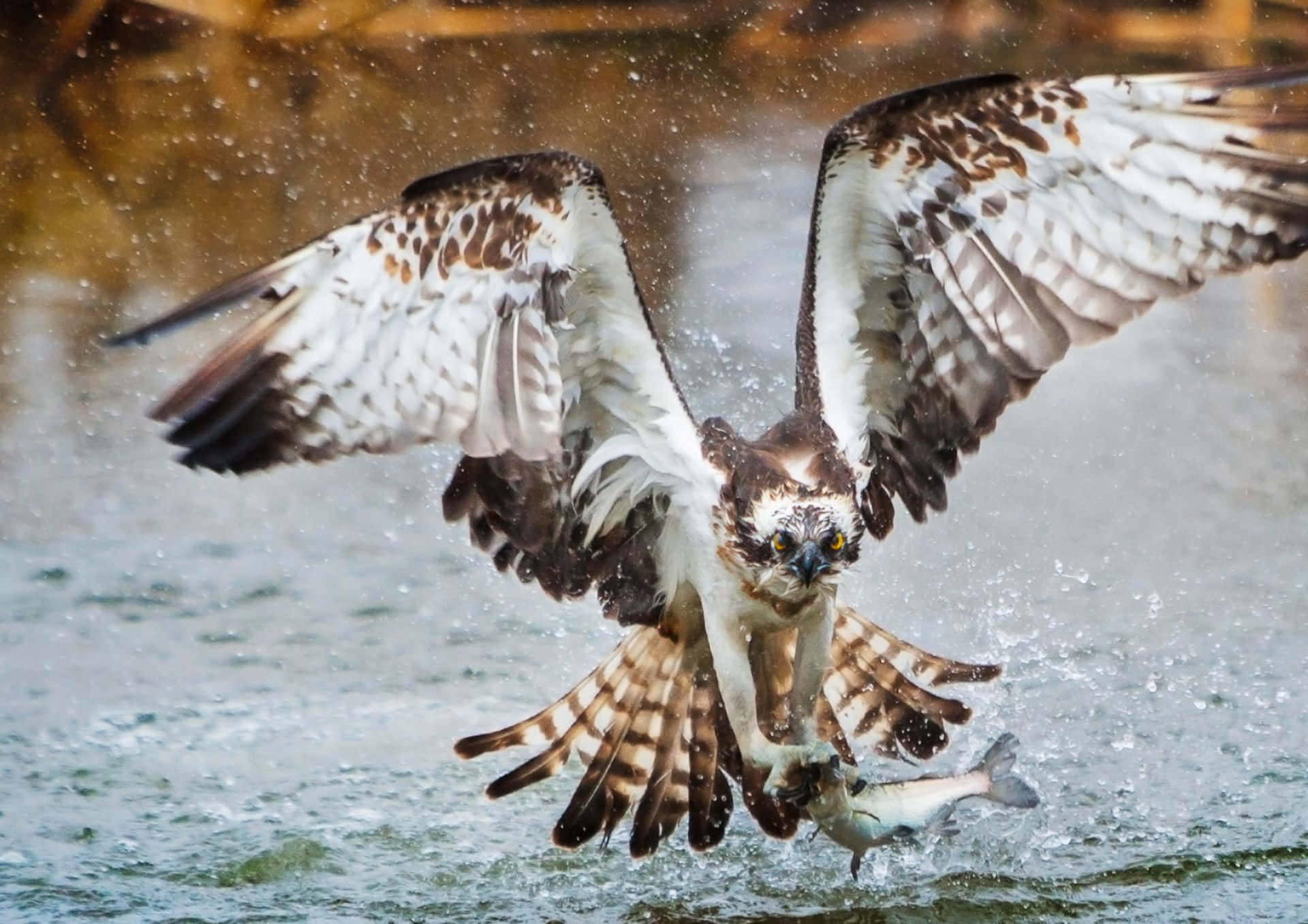 Osprey Catching Fish In Flight.jpg Wallpaper