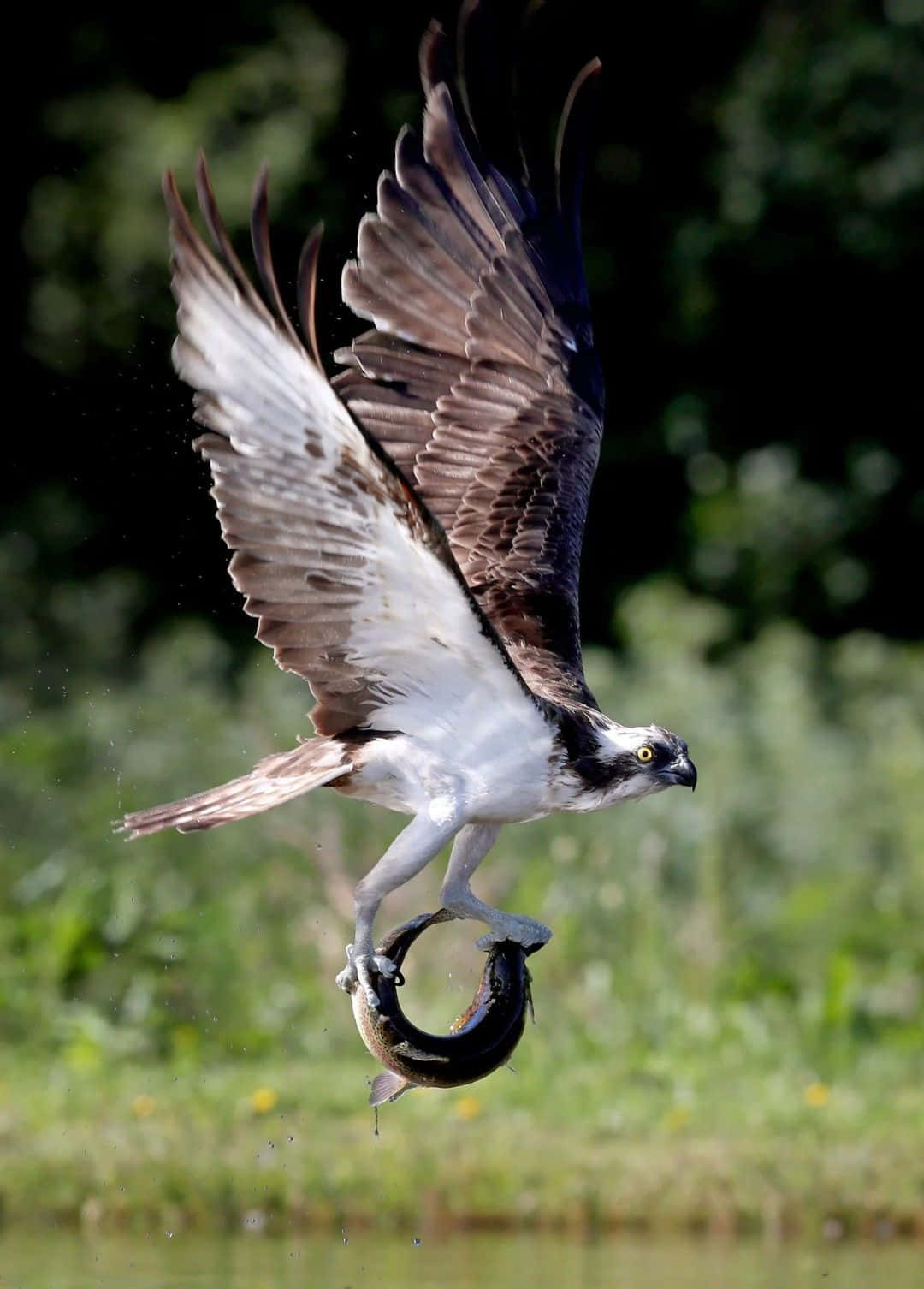 Osprey Catching Fish In Flight.jpg Wallpaper