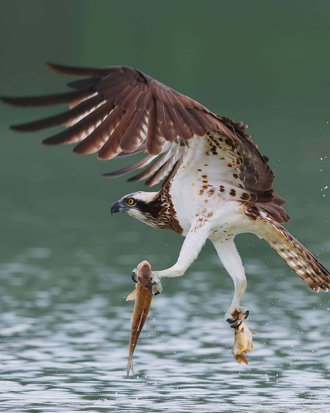 Osprey Catching Fish In Flight Wallpaper