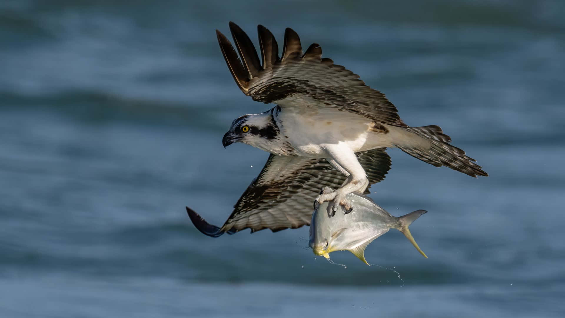 Osprey Catching Fish In Flight Wallpaper