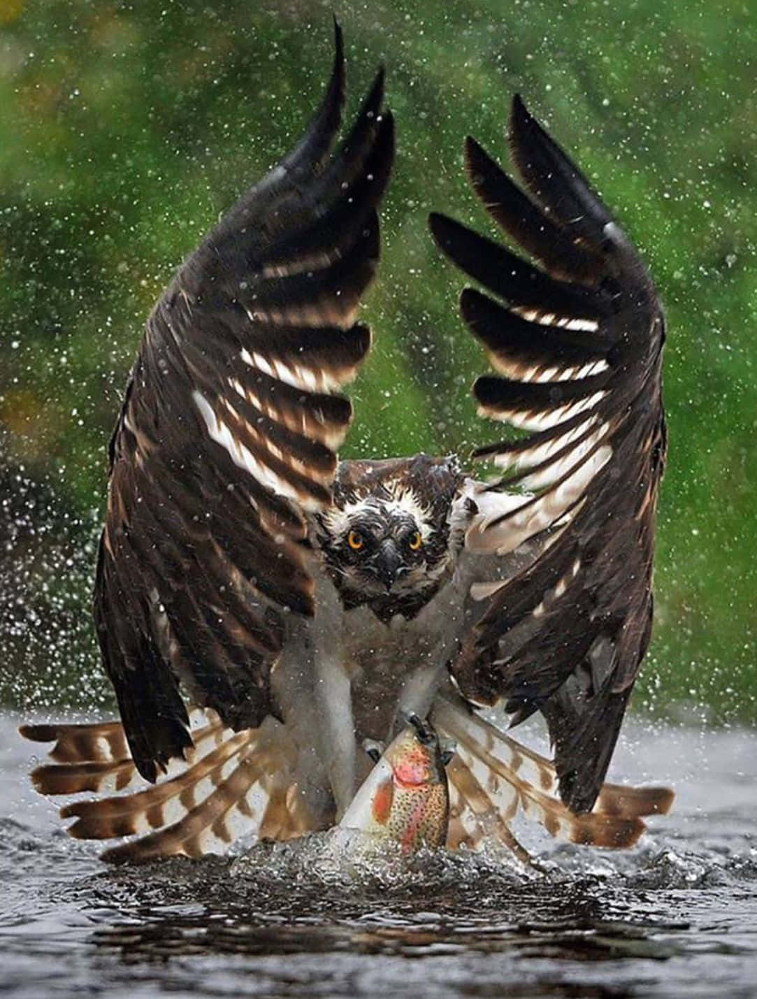 Osprey Catching Fish Majestic Moment Wallpaper