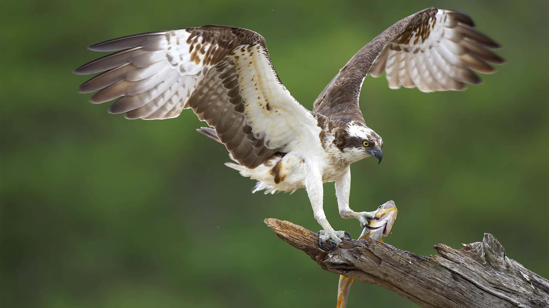 Osprey Catching Fish_ Majestic Predator Moment.jpg Wallpaper
