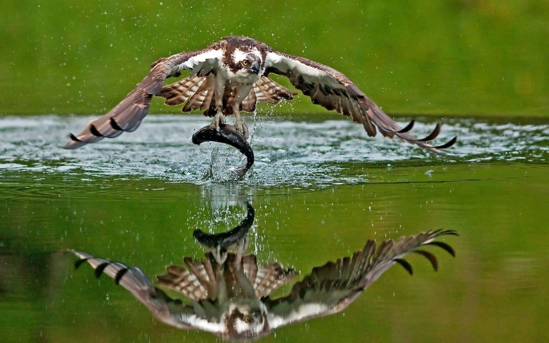 Osprey Catching Fish Mid Flight Wallpaper