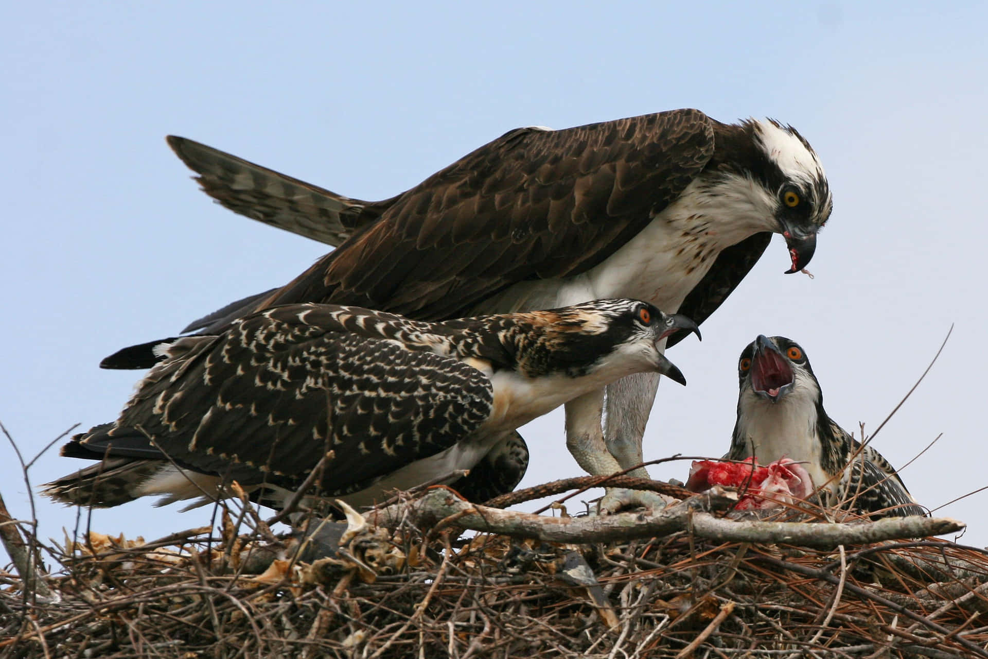 Osprey Family Feeding Time Wallpaper