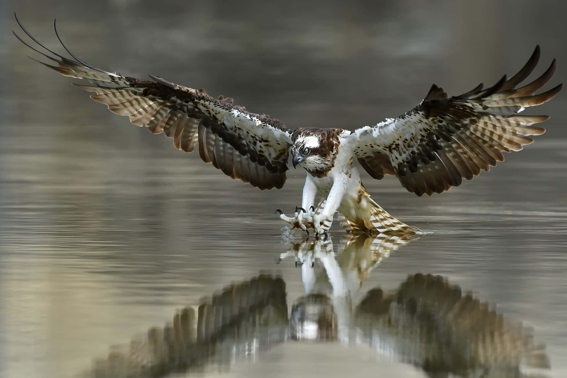 Osprey Hunting Reflection Wallpaper