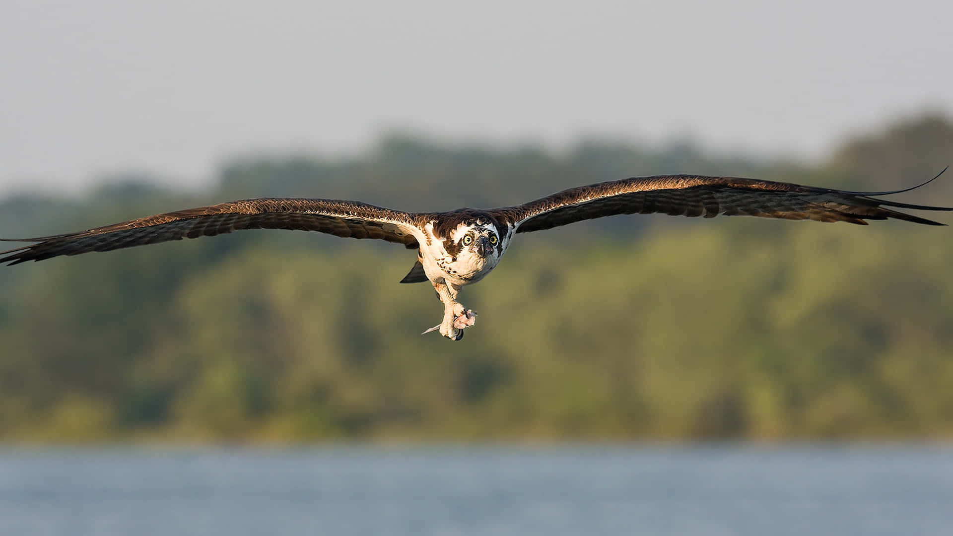 Osprey In Flight With Catch.jpg Wallpaper