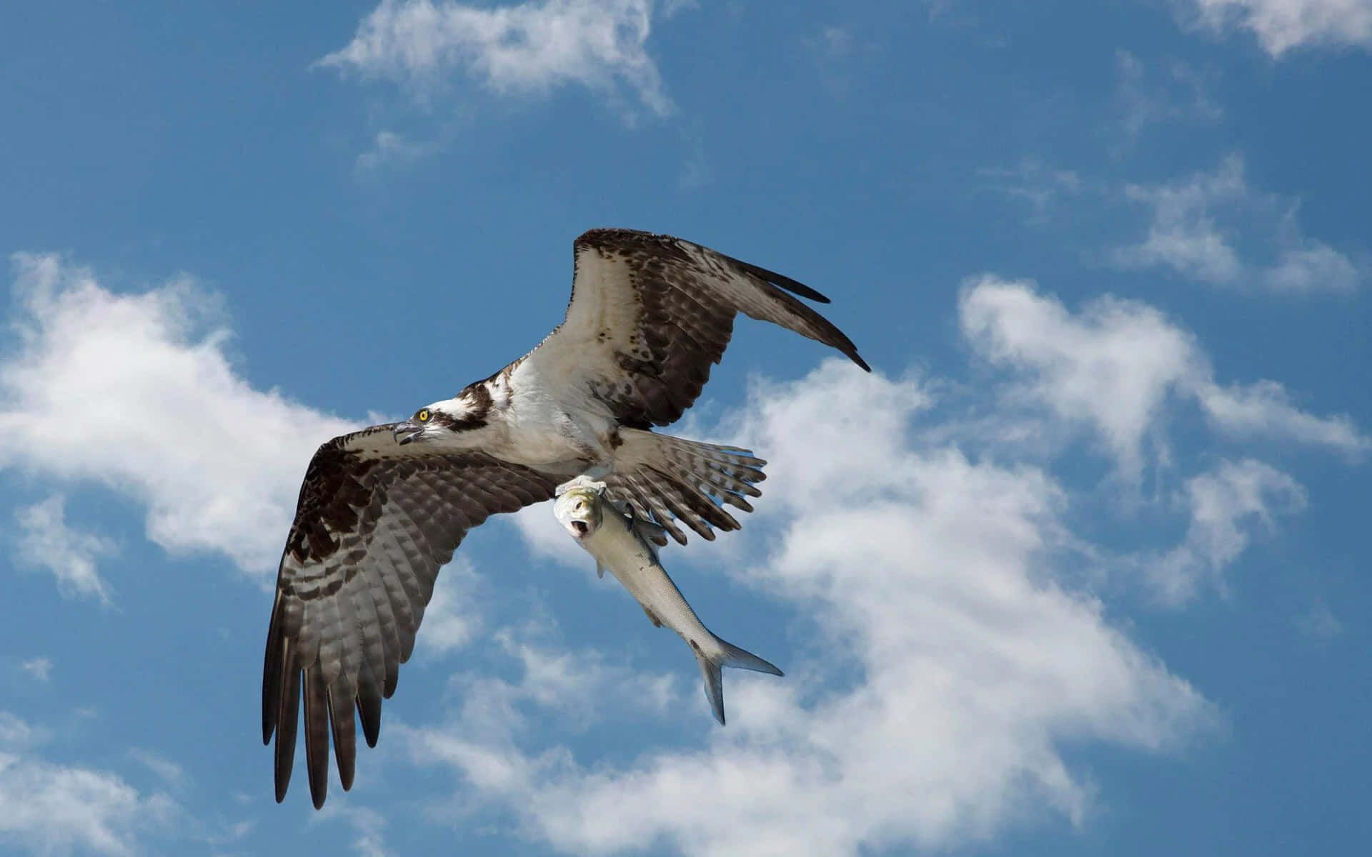 Osprey In Flight With Catch.jpg Wallpaper