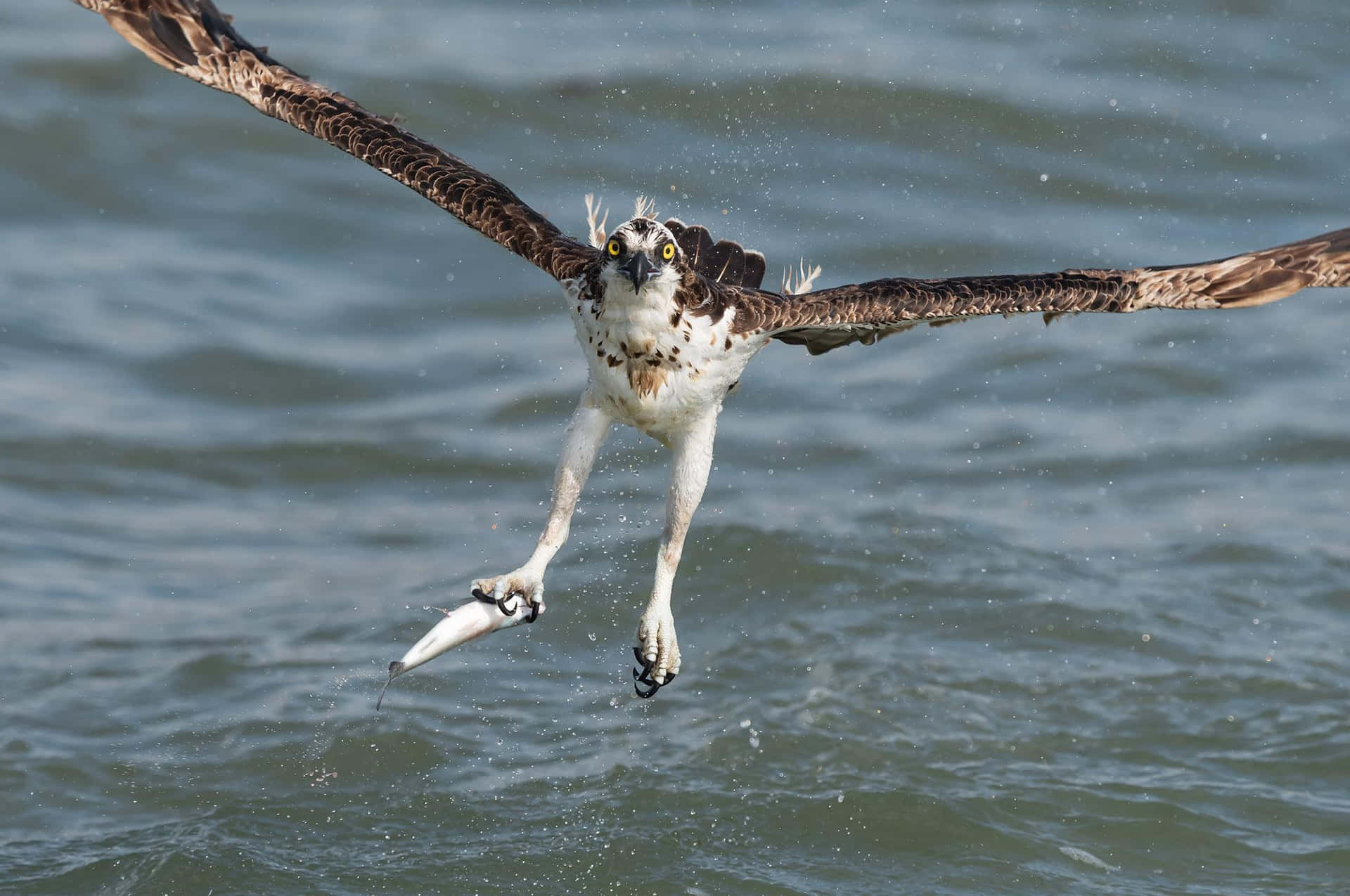 Osprey In Flight With Catch.jpg Wallpaper