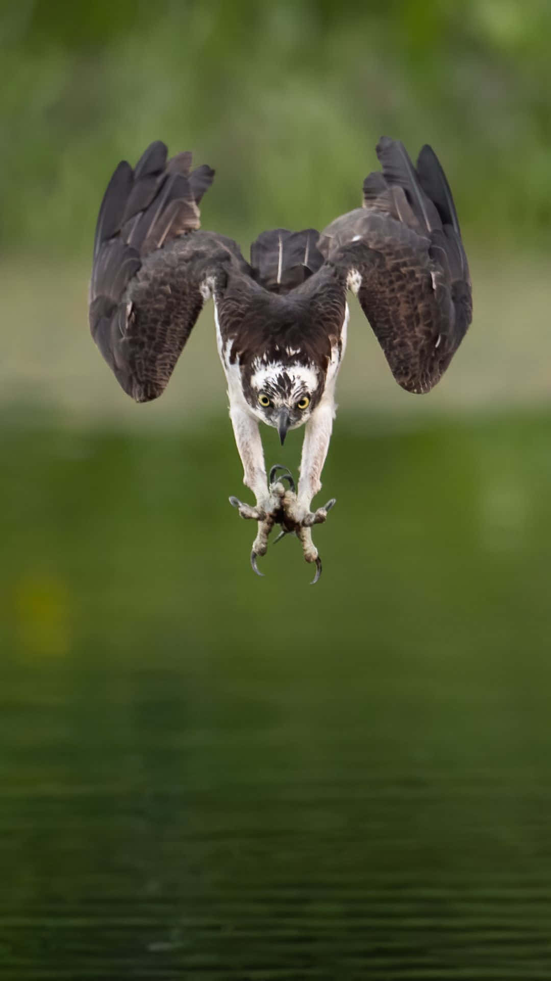 Osprey In Flight With Prey Wallpaper