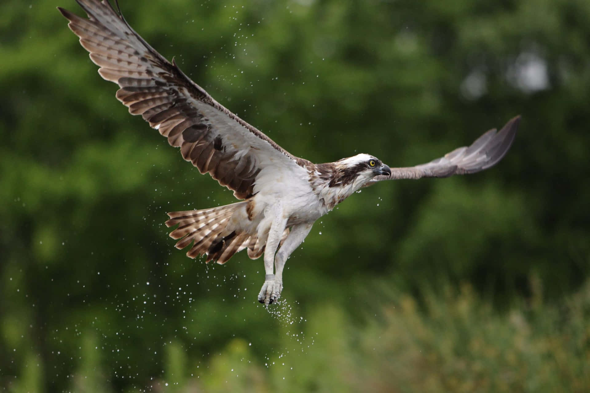 Osprey In Flight With Water Droplets Wallpaper