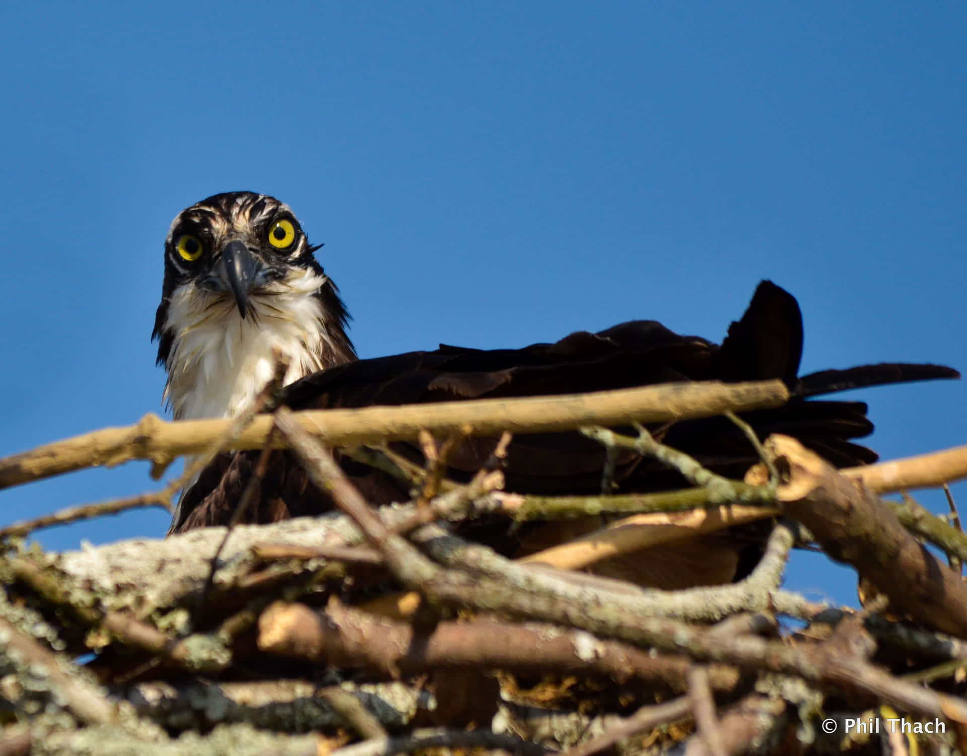 Osprey In Nest Stare Down.jpg Wallpaper