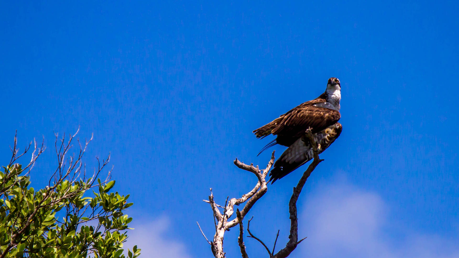 Osprey On Tree Everglades National Park Picture