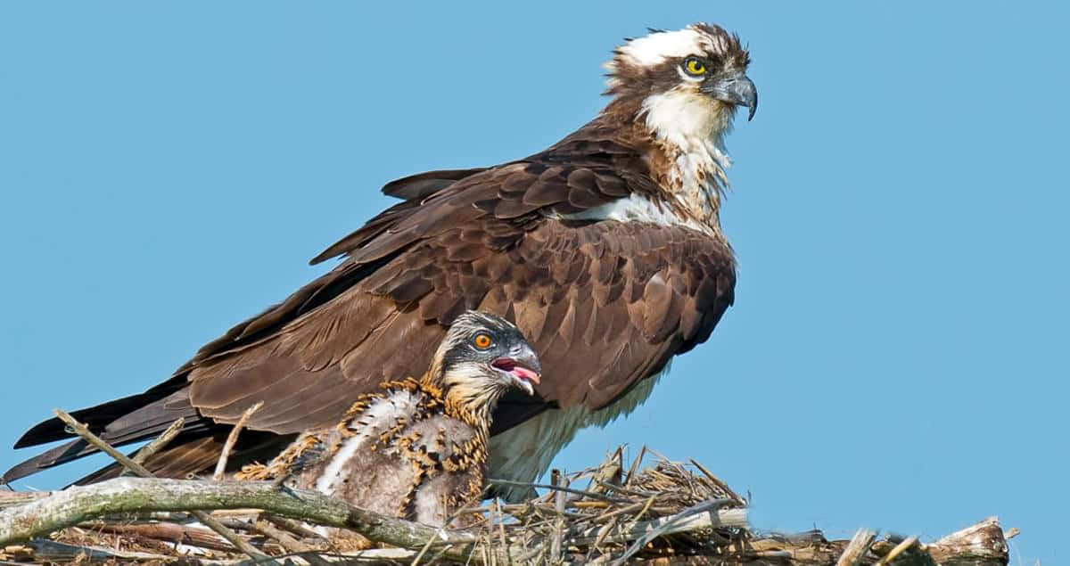 Osprey Parentand Chickin Nest Wallpaper