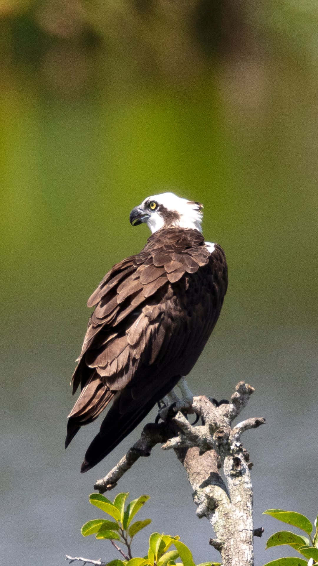Osprey Perched Above Water Wallpaper