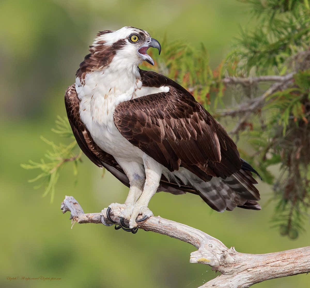 Osprey_ Perched_and_ Vocalizing.jpg Wallpaper