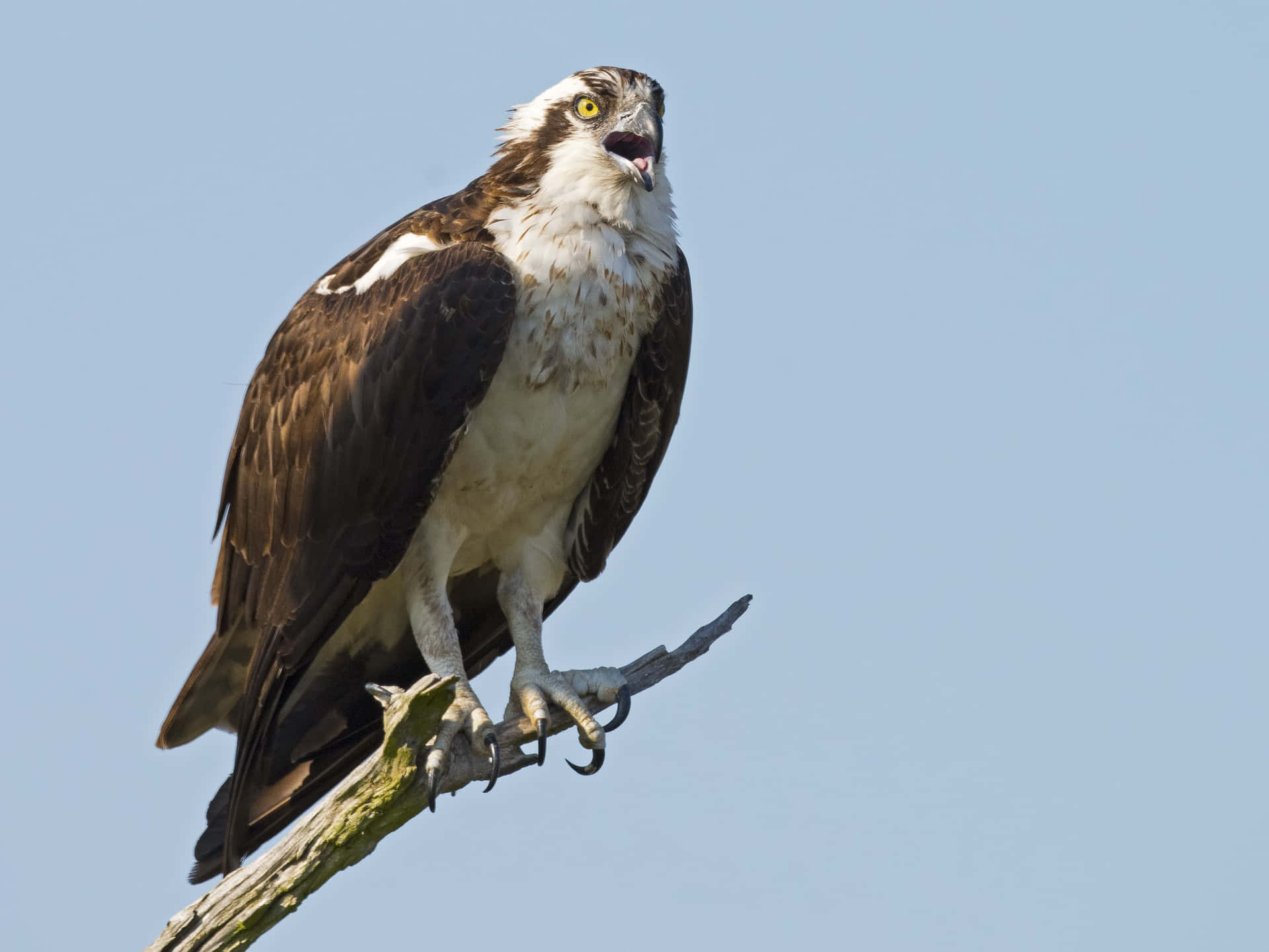 Visarend Op Een Tak En Vocaliserend Achtergrond