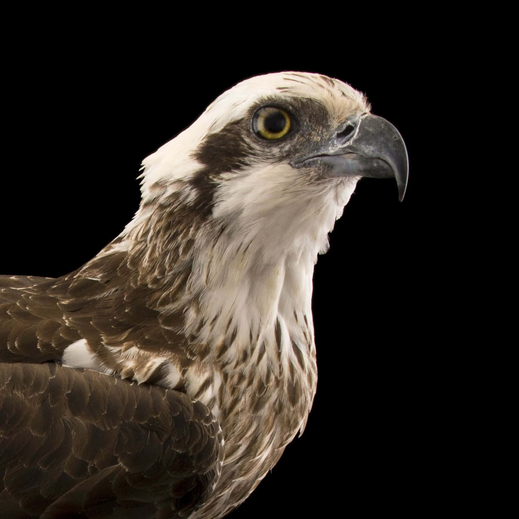 Osprey Portrait Black Background Wallpaper