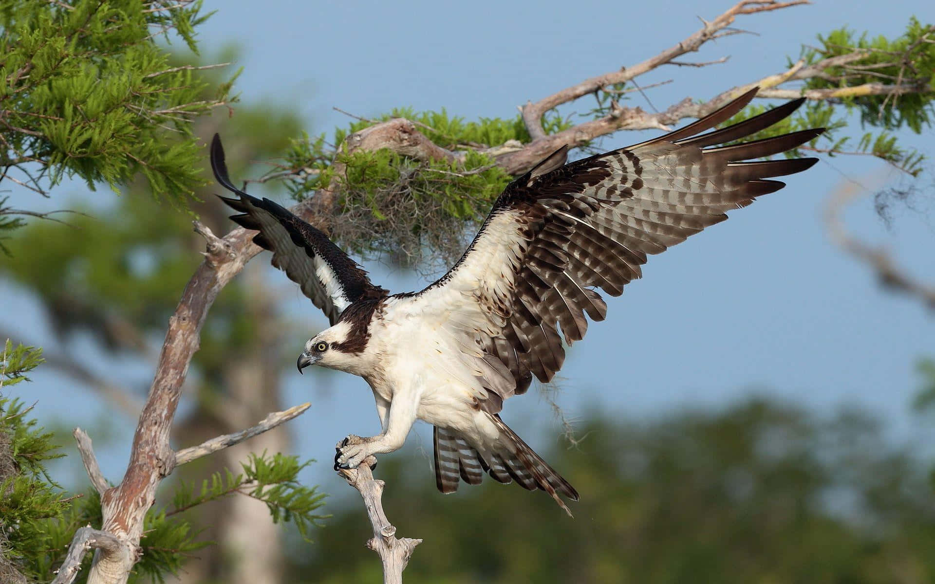 Osprey Taking Flight From Tree Branch Wallpaper