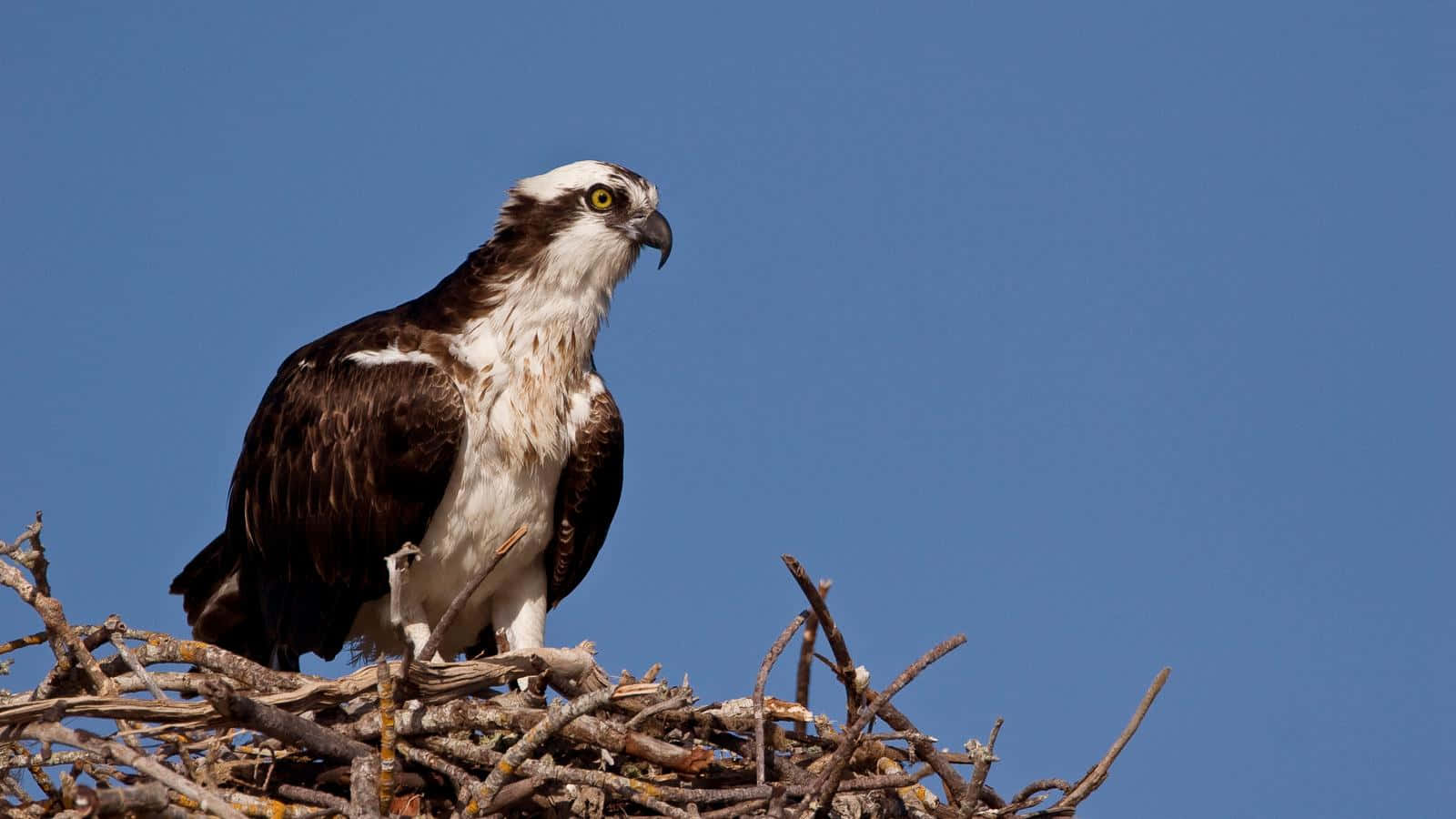 Ospreyin Nest Blue Sky Background Wallpaper