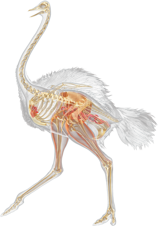 Ostrich Anatomy Illustration PNG