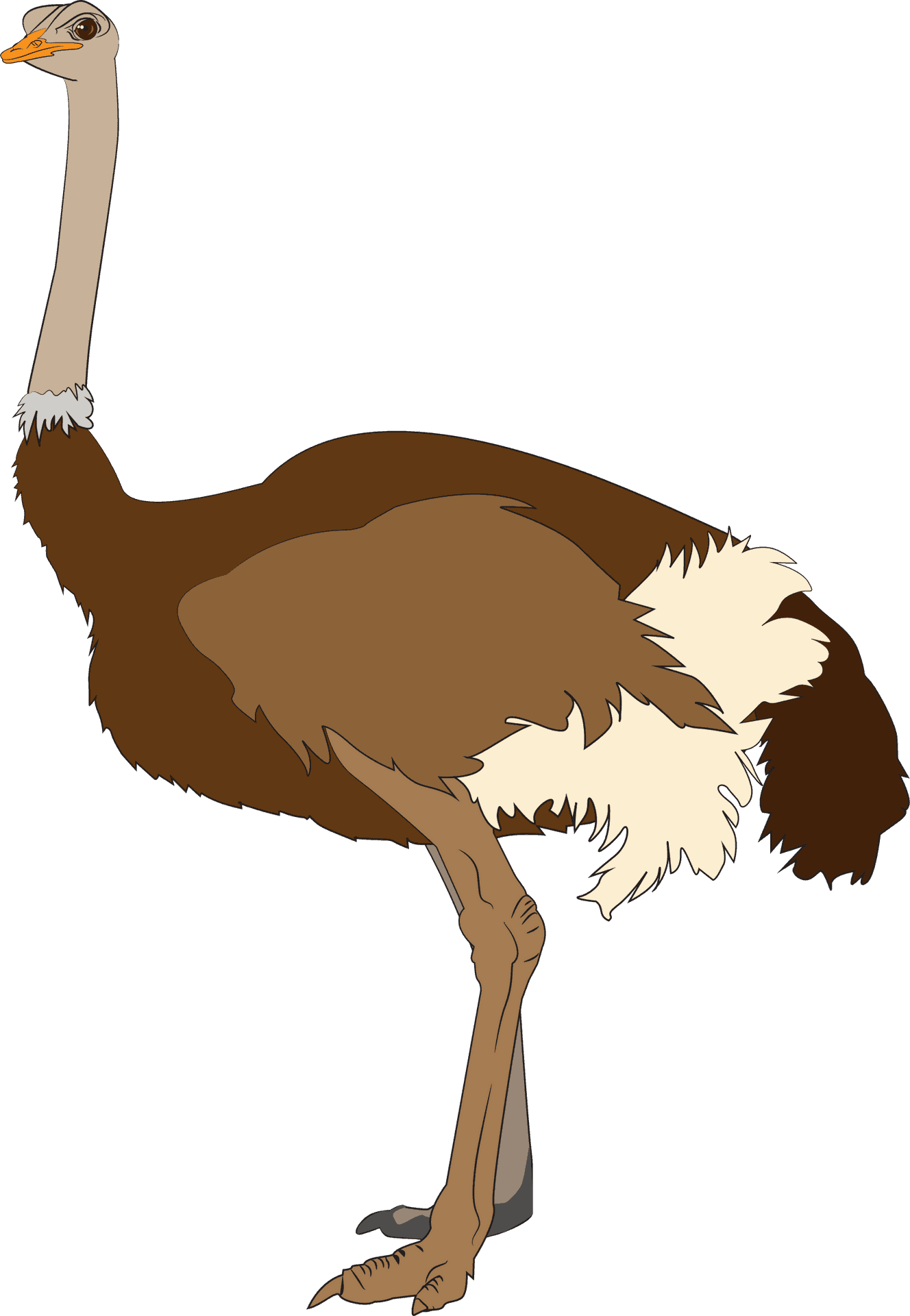 Ostrich Illustration.png PNG