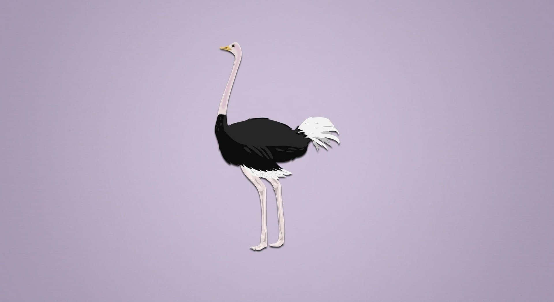 Ostrich Illustration Purple Background Wallpaper