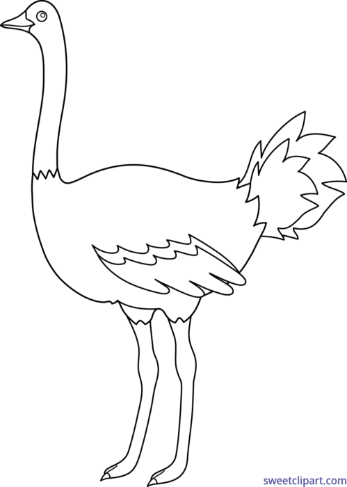 Ostrich Line Art Illustration PNG