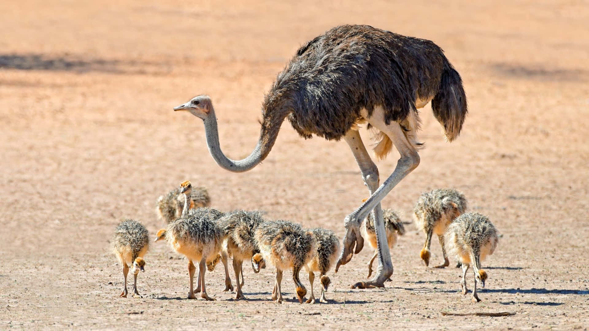 Ostrich Motherwith Chicks Walking Wallpaper