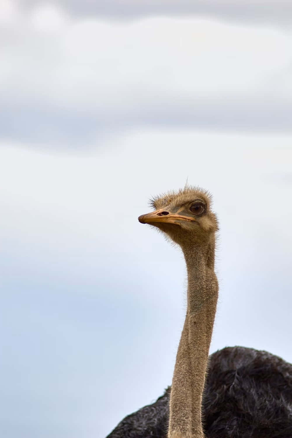 Ostrich Portrait Against Sky Wallpaper