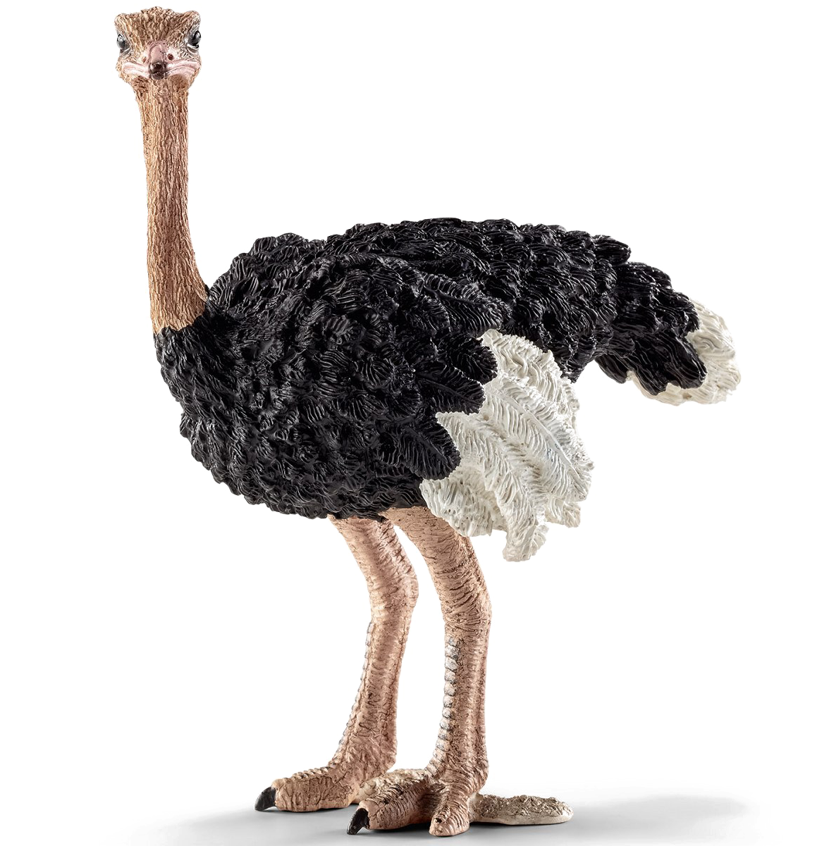 Ostrich Standing Profile PNG